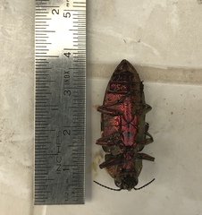 Chalcophora mariana massiliensis