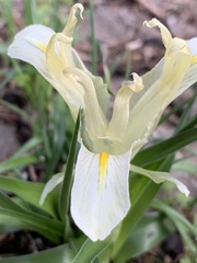 Iris palaestina