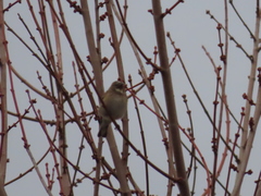 Setophaga coronata