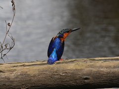 Corythornis vintsioides