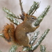 American Red Squirrel - Photo (c) Craig K. Hunt, some rights reserved (CC BY-NC-ND), uploaded by Craig K. Hunt