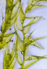 Hygroamblystegium humile