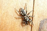 Salticus zebraneus