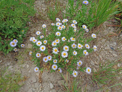 Erigeron subtrinervis