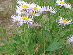 Erigeron subtrinervis