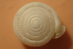 Daedalochila jacksonii