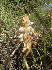 Orobanche artemisiae-campestris