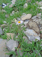 Erigeron ursinus