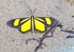 Smicropus intercepta