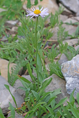 Erigeron ursinus