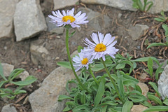 Erigeron ursinus