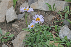 Erigeron ursinus