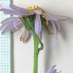 Erigeron ursinus