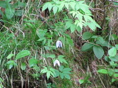 Clematis alpina