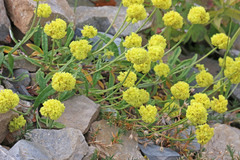 Eriogonum brevicaule laxifolium