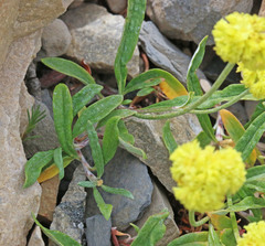 Eriogonum brevicaule laxifolium