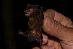 Eptesicus brasiliensis