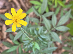 Tagetes lacera
