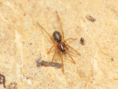 Phrurolithus