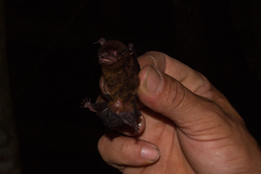 Eptesicus brasiliensis