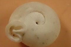 Daedalochila jacksonii