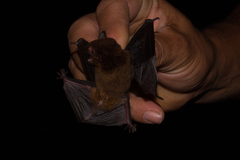 Eptesicus brasiliensis