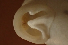 Daedalochila jacksonii