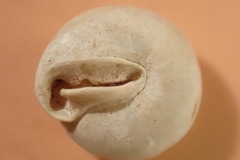 Stenotrema labrosum