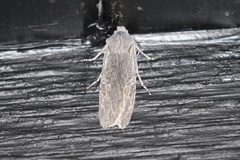 Lithophane pertorrida