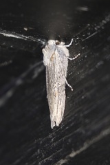 Lithophane pertorrida