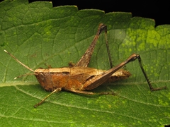Silvitettix territus