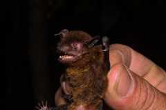 Eptesicus brasiliensis