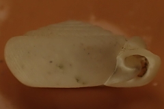 Daedalochila jacksonii