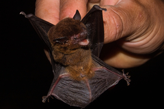 Eptesicus brasiliensis