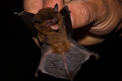 Eptesicus brasiliensis