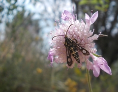 Chamaesphecia bibioniformis