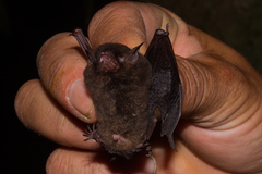 Myotis nigricans