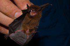 Eptesicus brasiliensis