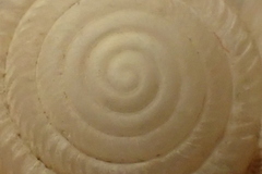 Daedalochila jacksonii