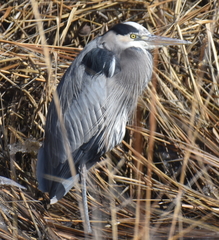 Ardea herodias