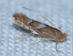 Phyllonorycter aeriferella