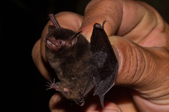 Myotis nigricans