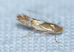 Phyllonorycter aeriferella