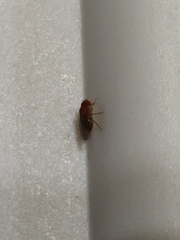 Drosophila