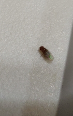 Drosophila