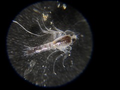 Themisto pacifica