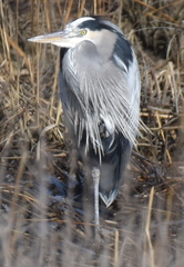 Ardea herodias