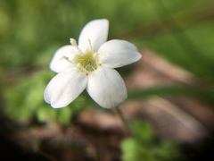 Ellisiophyllum pinnatum