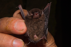 Myotis nigricans