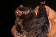 Myotis nigricans